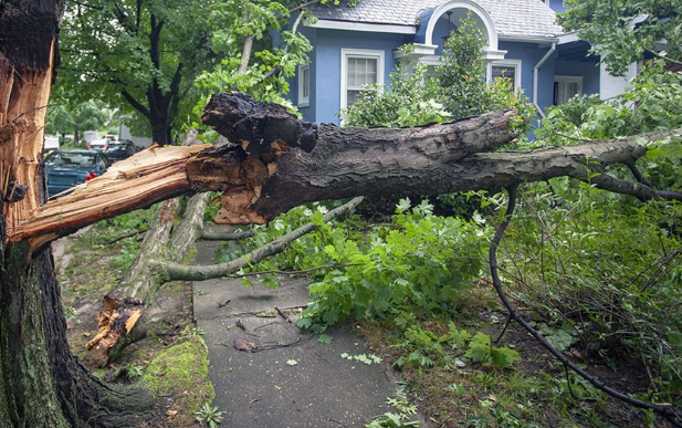 fallen tree removal and pick up